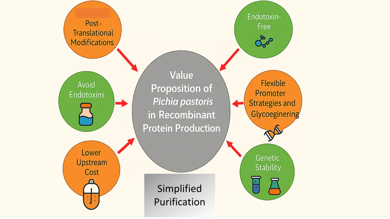 The Rise of Pichia pastoris in Recombinant Protein Manufacturing