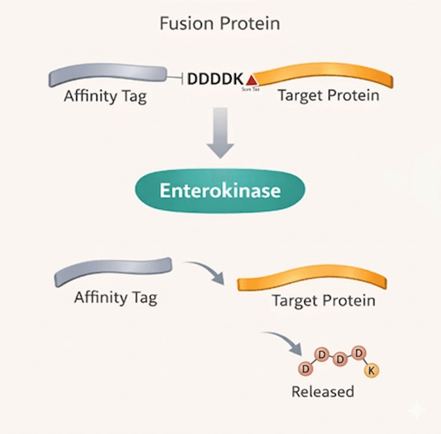Enterokinase Cleavage Diagram