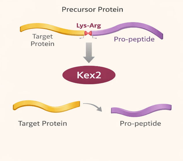 Kex2 Protease Cleavage Diagram