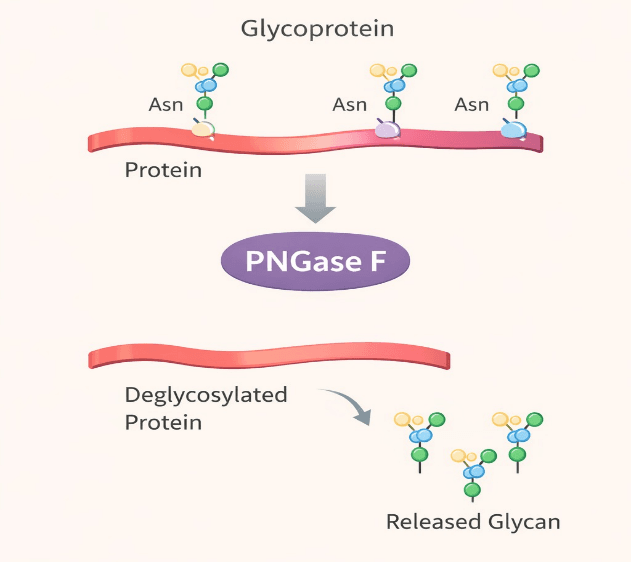 PNGase F Cleavage Diagram
