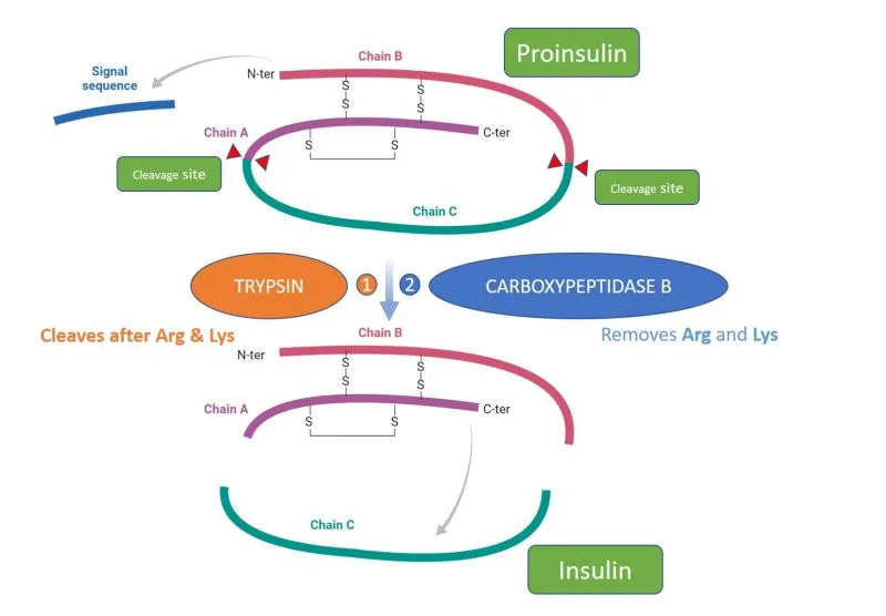 How Trypsin and CPB help make insulin | Provis Biolabs posted on the topic  | LinkedIn